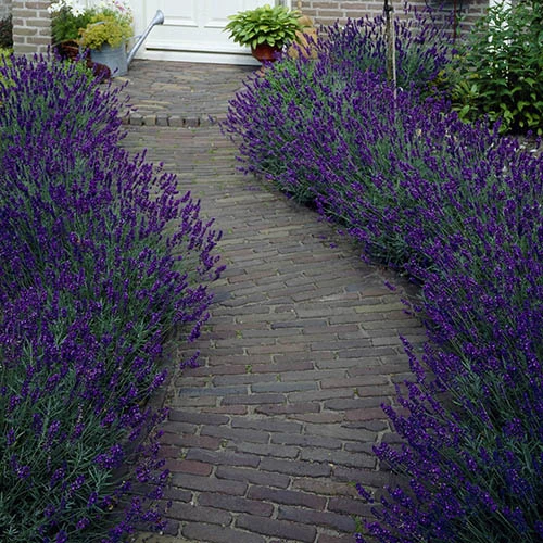 Lavender 'Hidcote' Plug Plants X 12 3 Lavender 'Hidcote' Plug Plants X 12
