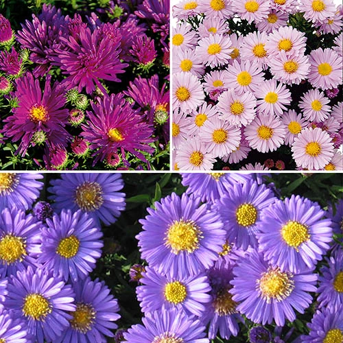 Aster Dumosus 'Autumn Jewels' 4 Aster Dumosus 'Autumn Jewels' - Image 2