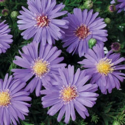 Aster Dumosus 'Autumn Jewels' 14 Aster Dumosus 'Autumn Jewels' -OWL Plant Shop 480451 3