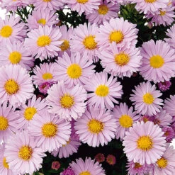 Aster Dumosus 'Autumn Jewels' 16 Aster Dumosus 'Autumn Jewels' -OWL Plant Shop 480451 5