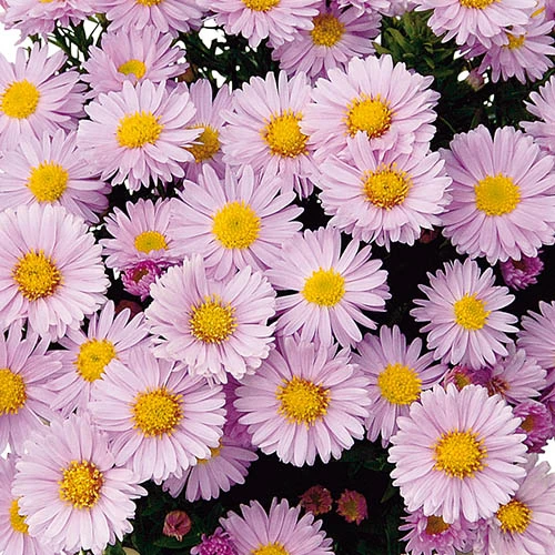 Aster Dumosus 'Autumn Jewels' 8 Aster Dumosus 'Autumn Jewels' - Image 6