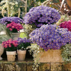 Aster Dumosus 'Autumn Jewels' 17 Aster Dumosus 'Autumn Jewels' -OWL Plant Shop 480451 6