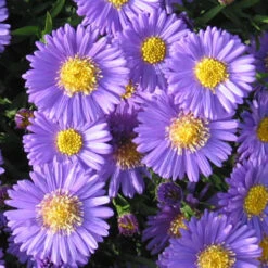 Aster Dumosus 'Autumn Jewels' 18 Aster Dumosus 'Autumn Jewels' -OWL Plant Shop 480451 7