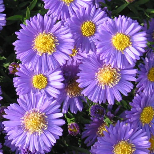 Aster Dumosus 'Autumn Jewels' 10 Aster Dumosus 'Autumn Jewels' - Image 8
