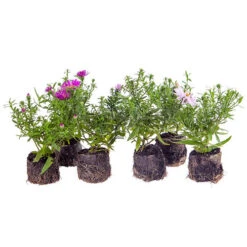 Aster Dumosus 'Autumn Jewels' 19 Aster Dumosus 'Autumn Jewels' -OWL Plant Shop 480451 8