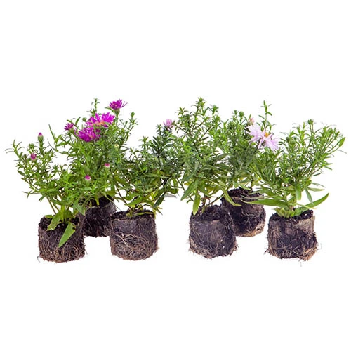 Aster Dumosus 'Autumn Jewels' 11 Aster Dumosus 'Autumn Jewels' - Image 9