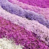 Creeping Phlox Collection 2 Creeping Phlox Collection -OWL Plant Shop 480533