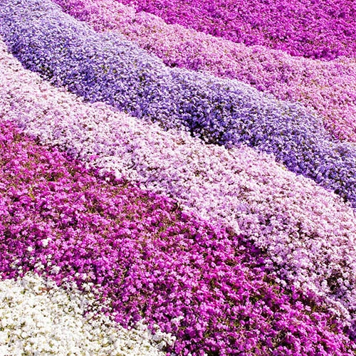 Creeping Phlox Collection 3 Creeping Phlox Collection