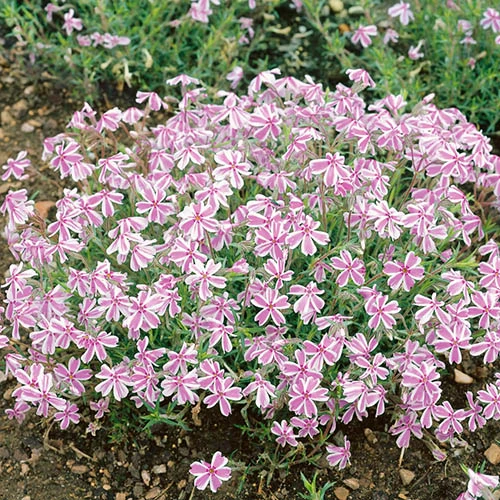 Creeping Phlox Collection 4 Creeping Phlox Collection - Image 2