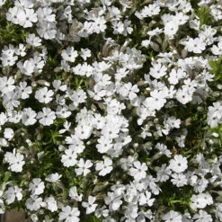 Creeping Phlox Collection 10 Creeping Phlox Collection -OWL Plant Shop 480533 2