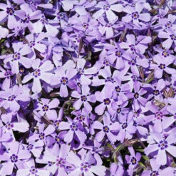 Creeping Phlox Collection 11 Creeping Phlox Collection -OWL Plant Shop 480533 3