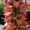 Foxglove Digitalis 'Illumination Flame' 1 Foxglove Digitalis 'Illumination Flame' -OWL Plant Shop 480558