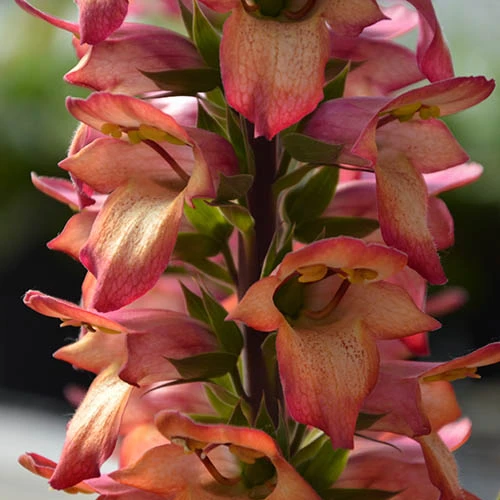 Foxglove Digitalis 'Illumination Flame' 3 Foxglove Digitalis 'Illumination Flame'