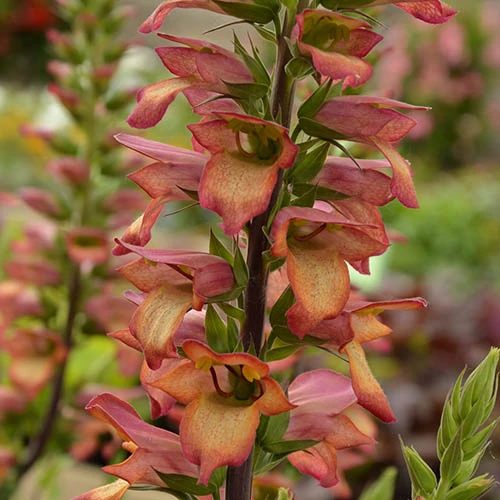 Foxglove Digitalis 'Illumination Flame' 6 Foxglove Digitalis 'Illumination Flame' - Image 4