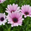 Osteospermum 'Sennen Sunrise' 1 Osteospermum 'Sennen Sunrise' -OWL Plant Shop 480559