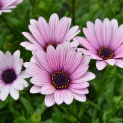 Osteospermum 'Sennen Sunrise'