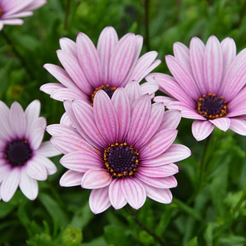 Osteospermum 'Sennen Sunrise' 3 Osteospermum 'Sennen Sunrise'