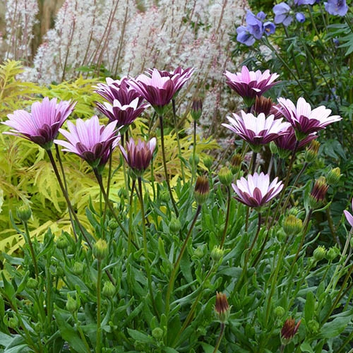 Osteospermum 'Sennen Sunrise' 4 Osteospermum 'Sennen Sunrise' - Image 2