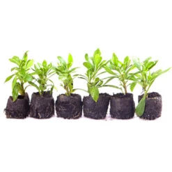 Osteospermum 'Sennen Sunrise' 8 Osteospermum 'Sennen Sunrise' -OWL Plant Shop 480559 2