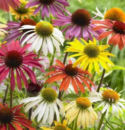Echinacea 'Cheyenne Spirit' 8 Echinacea 'Cheyenne Spirit' -OWL Plant Shop 480567 2