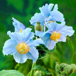 Himalayan Blue Poppy 8 Himalayan Blue Poppy -OWL Plant Shop 480678 1