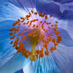 Himalayan Blue Poppy 9 Himalayan Blue Poppy -OWL Plant Shop 480678 2