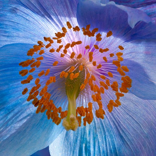 Himalayan Blue Poppy 5 Himalayan Blue Poppy - Image 3