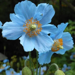 Himalayan Blue Poppy 10 Himalayan Blue Poppy -OWL Plant Shop 480678 3