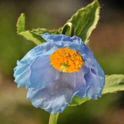 Himalayan Blue Poppy 11 Himalayan Blue Poppy -OWL Plant Shop 480678 4