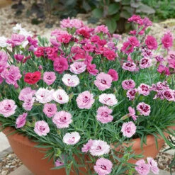 Best Seller 11 Dianthus Garden Pleasure