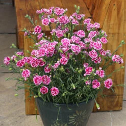 Dianthus Garden Pleasure 14 Dianthus Garden Pleasure -OWL Plant Shop 480687 3