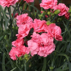 Dianthus Garden Pleasure 15 Dianthus Garden Pleasure -OWL Plant Shop 480687 4