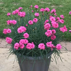Dianthus Garden Pleasure 16 Dianthus Garden Pleasure -OWL Plant Shop 480687 5