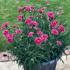 Dianthus Garden Pleasure 17 Dianthus Garden Pleasure -OWL Plant Shop 480687 6