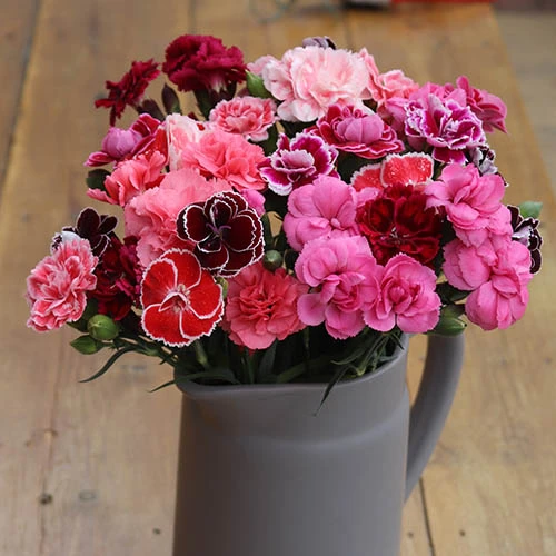 Dianthus Garden Pleasure 10 Dianthus Garden Pleasure - Image 8