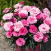 Dianthus 'I Love You' 2 Dianthus 'I Love You' -OWL Plant Shop 480689