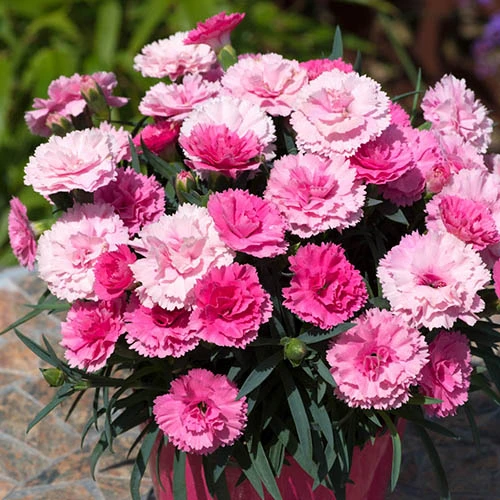 Dianthus 'I Love You' 3 Dianthus 'I Love You'