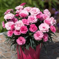 Dianthus 'I Love You' 8 Dianthus 'I Love You' -OWL Plant Shop 480689 2