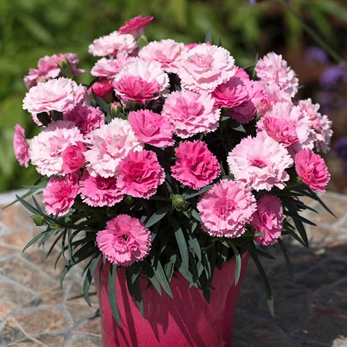Dianthus 'I Love You' 5 Dianthus 'I Love You' - Image 3