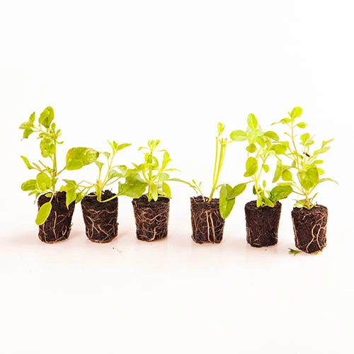 Cosmos (Chocolate) Atrosanguineus 5 Cosmos (Chocolate) Atrosanguineus - Image 3