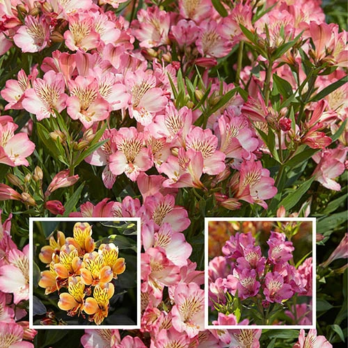 Alstroemeria Summer Collection 3 Alstroemeria Summer Collection