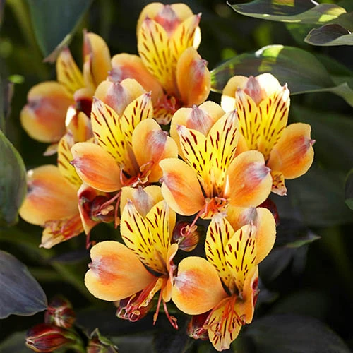 Alstroemeria Summer Collection 4 Alstroemeria Summer Collection - Image 2