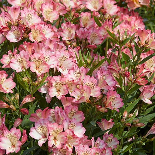 Alstroemeria Summer Collection 5 Alstroemeria Summer Collection - Image 3