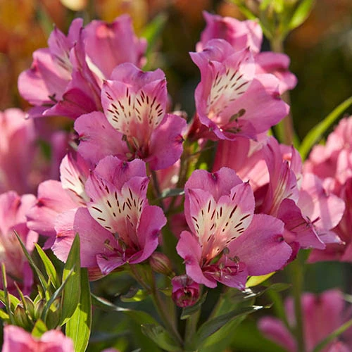 Alstroemeria Summer Collection 6 Alstroemeria Summer Collection - Image 4