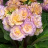 Primula 'Pretty Polly Blushing Peach' 1 Primula 'Pretty Polly Blushing Peach' -OWL Plant Shop 480866
