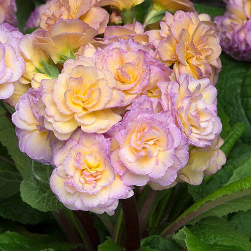 Primula 'Pretty Polly Blushing Peach' 3 Primula 'Pretty Polly Blushing Peach'