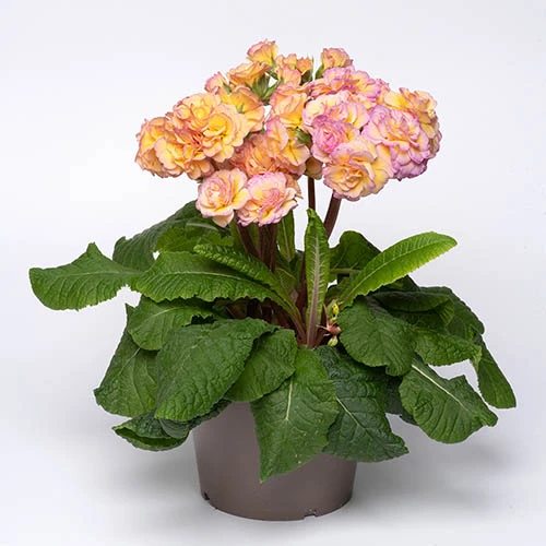 Primula 'Pretty Polly Blushing Peach' 5 Primula 'Pretty Polly Blushing Peach' - Image 3
