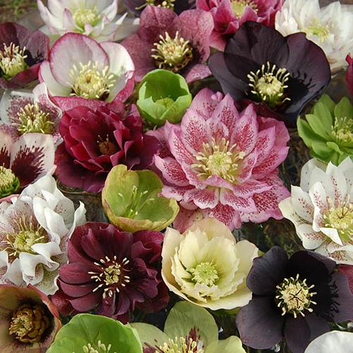 Hellebore 'Hybridisers Mix' 3 Hellebore 'Hybridisers Mix'