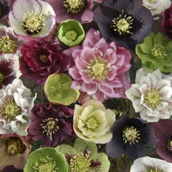 Hellebore 'Hybridisers Mix' 11 Hellebore 'Hybridisers Mix' -OWL Plant Shop 480873 2