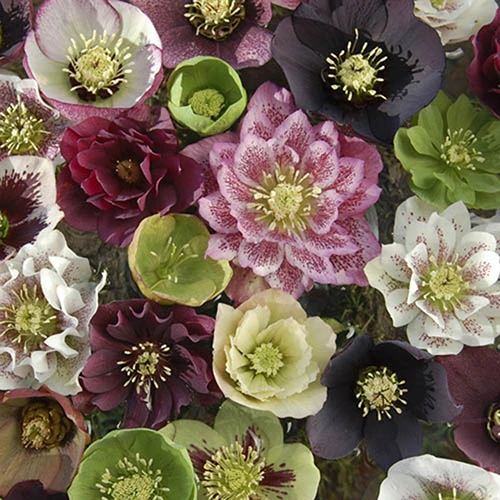 Hellebore 'Hybridisers Mix' 5 Hellebore 'Hybridisers Mix' - Image 3
